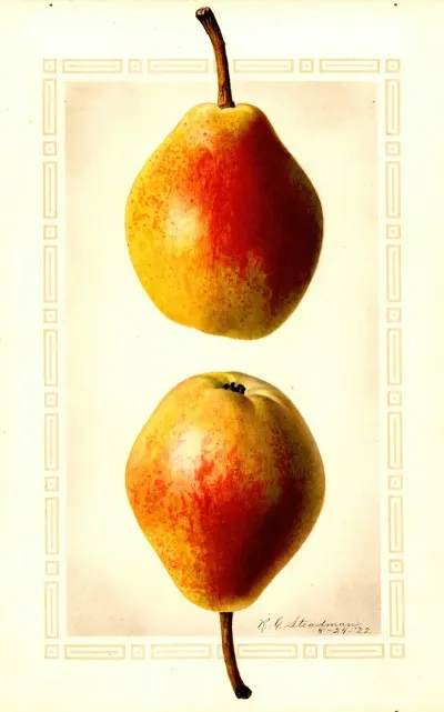 Pyrus Communis Clapps Favorite