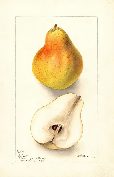 Pyrus Communis Dorsett