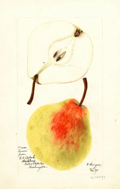 Pyrus Communis Erwin