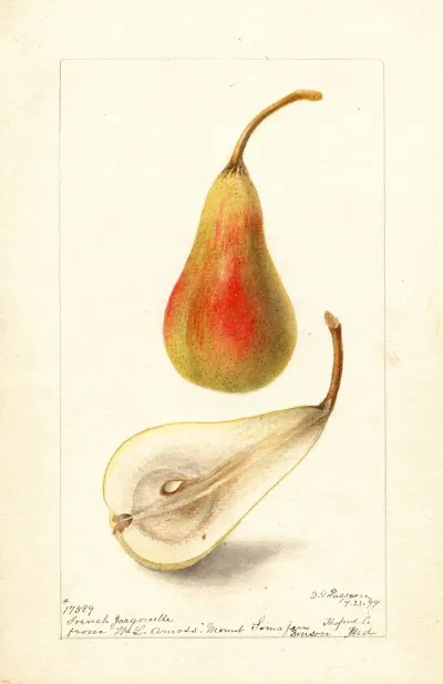 Pyrus Communis French Jargonelle