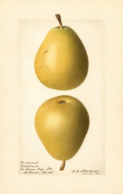 Pyrus Communis Groveland