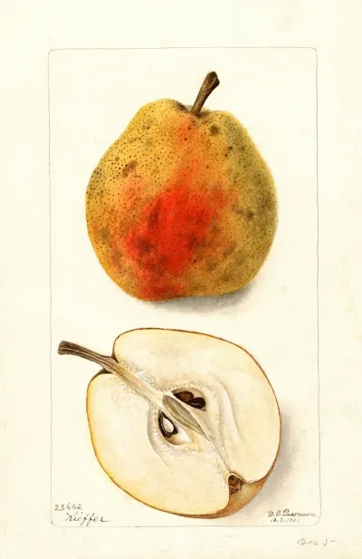 Pyrus Communis Kieffer 10