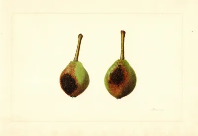 Pyrus Communis Kieffer 2