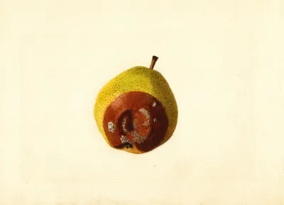 Pyrus Communis Kieffer 5