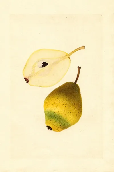 Pyrus Communis Kieffer 6