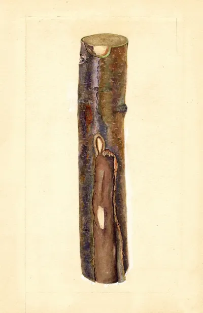 Pyrus Communis Kieffer 7