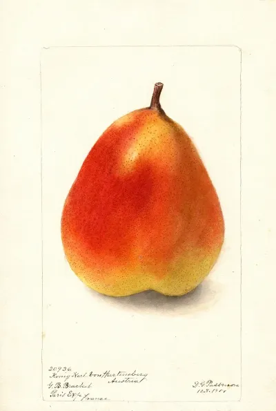 Pyrus Communis Konig Karl Von Wurttemberg 2