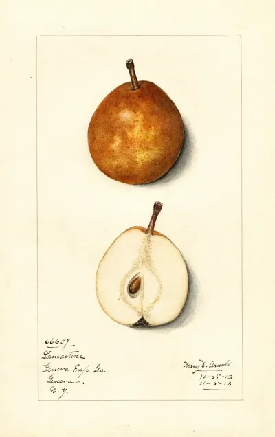 Pyrus Communis Lamartine
