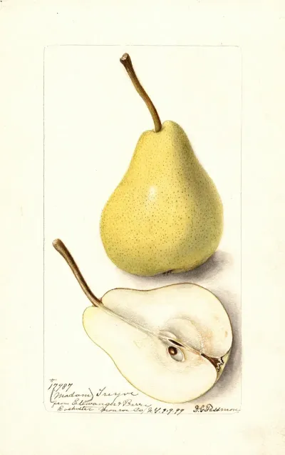 Pyrus Communis Madam Treyve