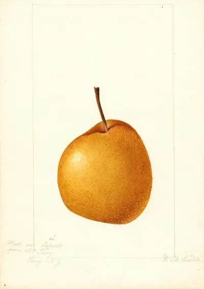 Pyrus Communis Madam Von Seiboldt