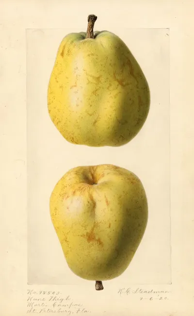 Pyrus Communis Nuns Thigh