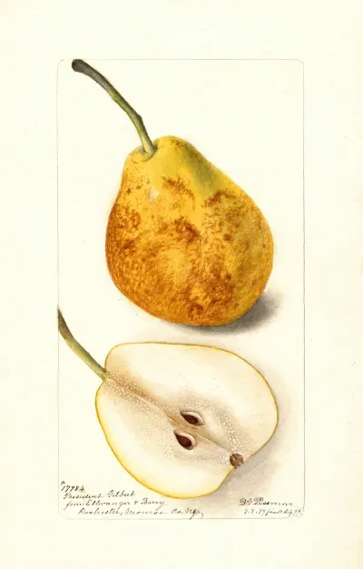 Pyrus Communis President Gilbert
