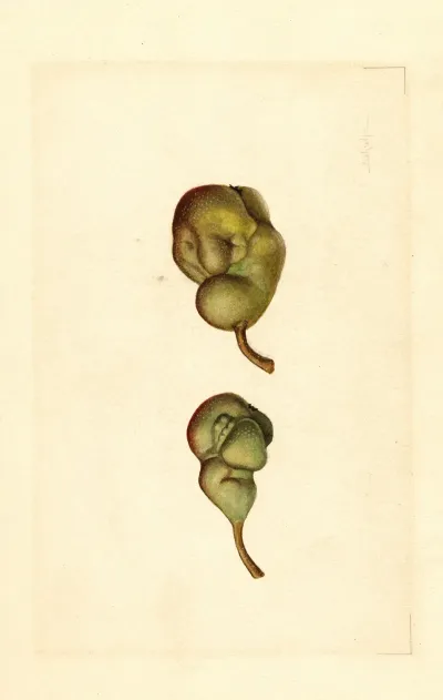 Pyrus Communis Seckel