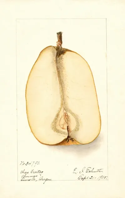 Pyrus Communis Souvenir Du Congress 3
