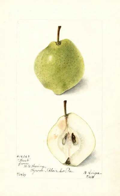 Pyrus Communis Wiest 2
