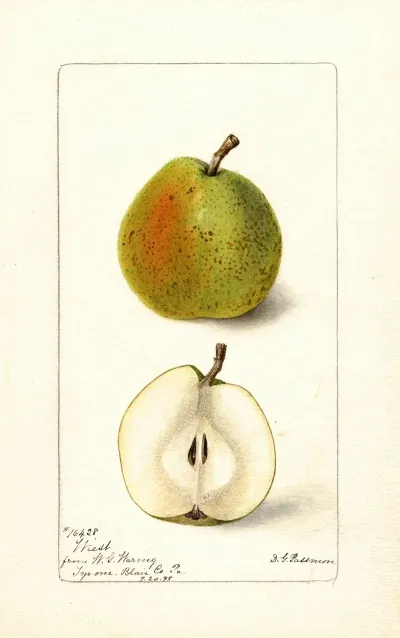 Pyrus Communis Wiest