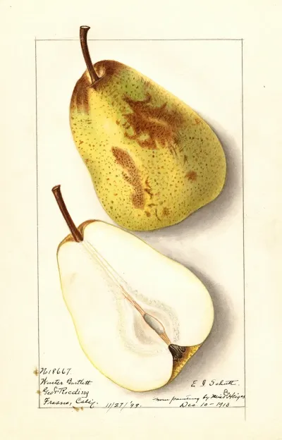 Pyrus Communis Winter Bartlett