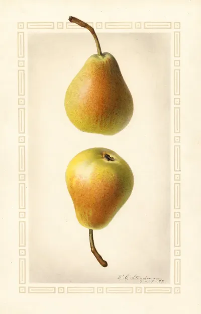 Pyrus Communis Worden Seckel 2