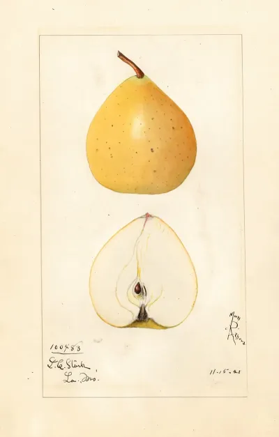 Pyrus Pyrifolia Pear Apple
