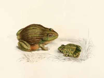 Pyxicephalus Adspersus Adult Young