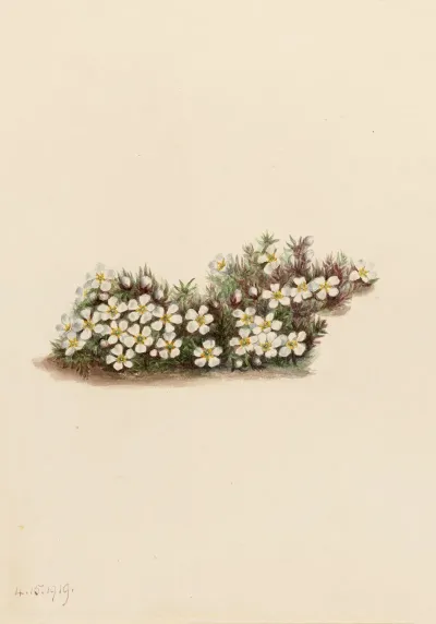 Pyxie Pyxidanthera Barbulata 2