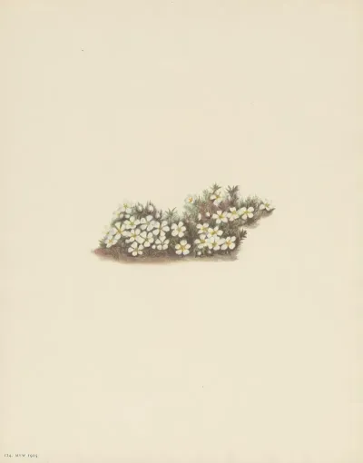 Pyxie Pyxidanthera Barbulata 3