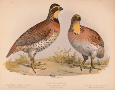 Quail Or Bob White Ortyx Virginianus Bon 1 Male 2 Female