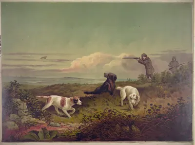Quail Shooting 2