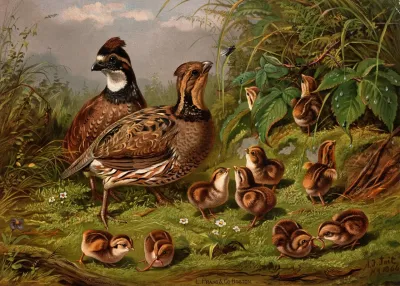 Quail