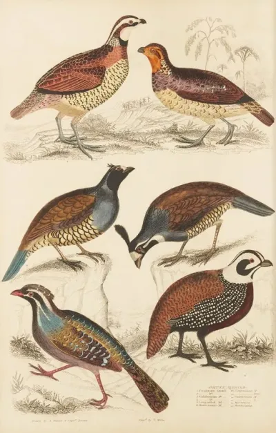 Quails