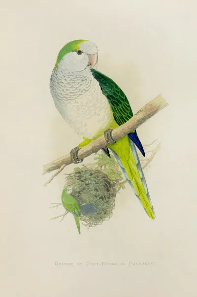 Quaker Or Grey Breasted Parrakeet
