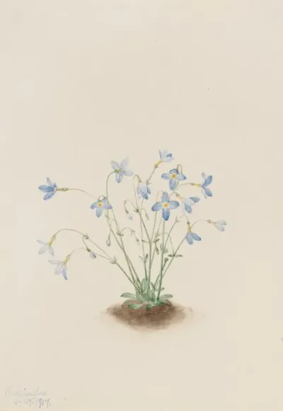 Quakerladies Houstonia Caerulea 2
