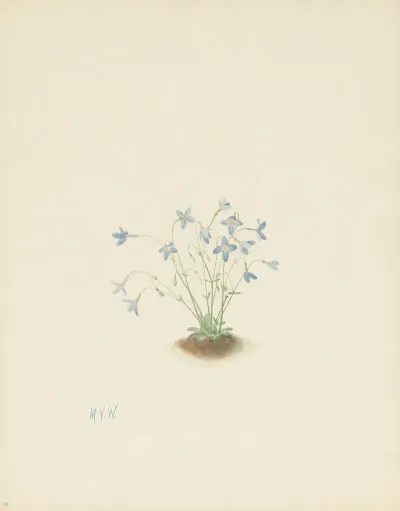 Quakerladies Houstonia Caerulea 3