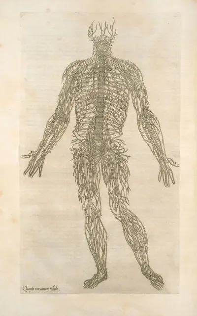 Quanta Neruorum Tabula Human Nervous System