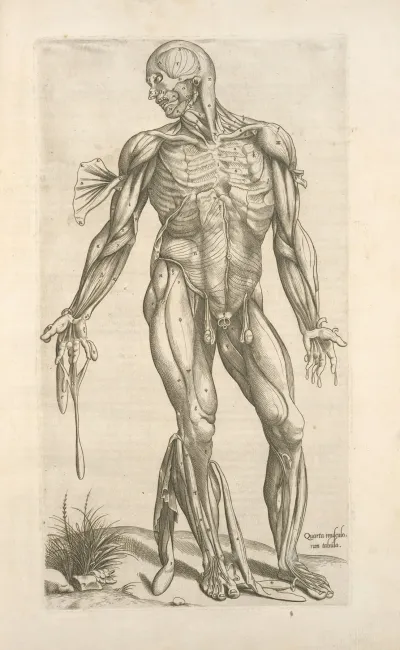Quarta Musculorum Tabula Shows The Muscles With Fingers Pointing Down