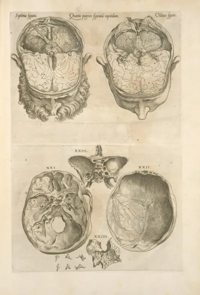 Quarta Pagina Figurarum Capitalium 12 Illustrations Of The Brain