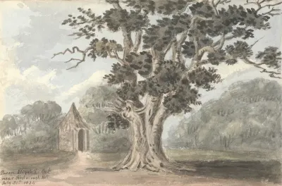 Queen Elizabeths Oak Near Finborough Hall July 31 1824