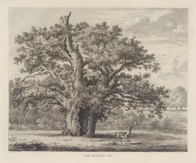 Queen Elizabeths Oak