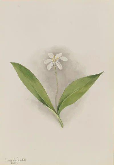 Queencup Clintonia Uniflora 2
