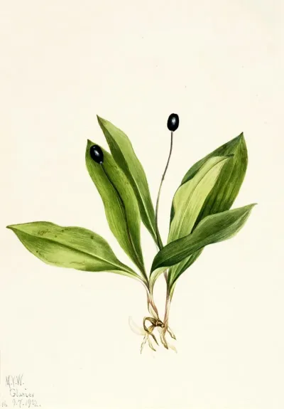 Queencup Clintonia Uniflora 3