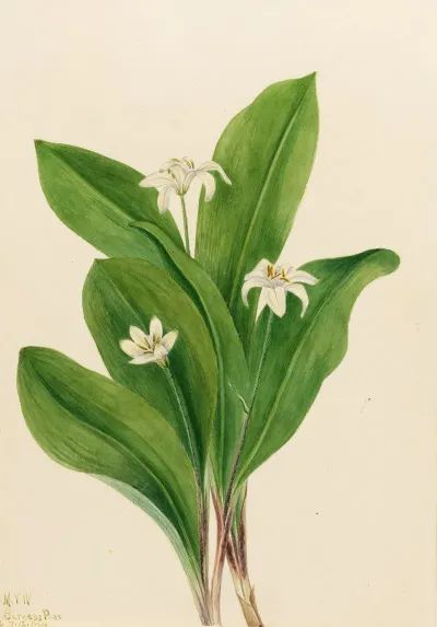 Queencup Clintonia Uniflora