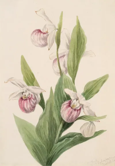 Queens Slipper Cypripedium Reginae