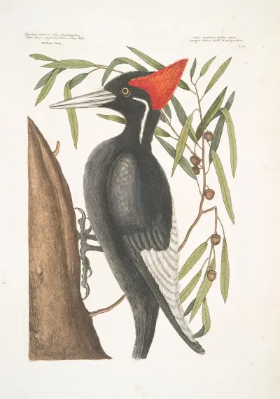Quercus Anpotius Ilex Marilandica Folio Longo Angusto Salicis Willow Oak Picus Maximus Rostro Albo Largest White Billed Wood Pecker