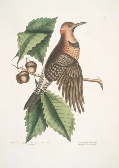 Quercus Castanea Foliis Procera Arbor Virginiana Chesnut Oak Picus Carius Major Alis Aureis The Golden Winged Woodpecker