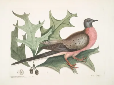 Quercus Esculi Divisura Foliis Amplioribus Aculeatis Red Oak Palumbus Migratorius The Pigeon Of Passage