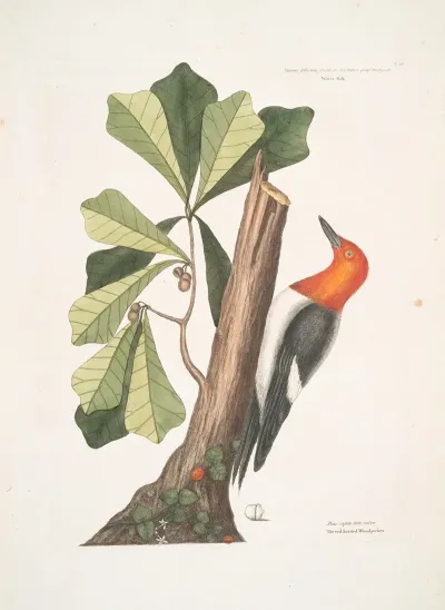 Quercus Folio Non Serrato In Summitate Quasi Triangulo Water Oak Picus Capite Toto Rubro The Red Headed Woodpecker