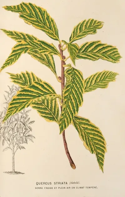 Quercus Striata