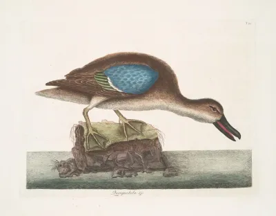 Querquedula Americana Fusca The Blue Wing Teal