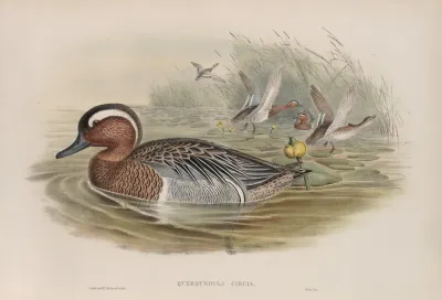 Querquedula Circia Garganey
