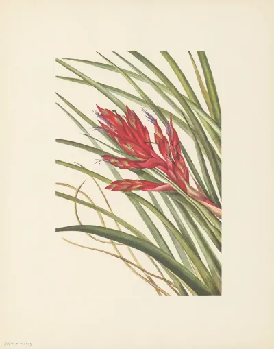 Quill Leaf Tillandsia Tillandsia Fasciculata 2